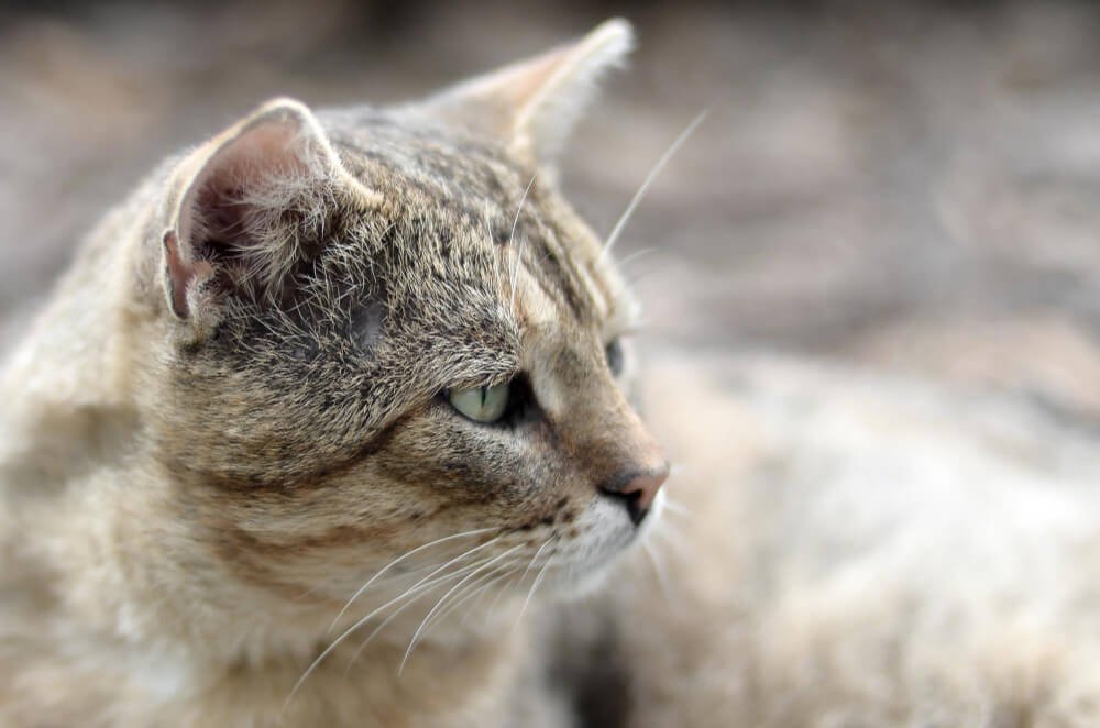 cat looking away