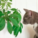 cat smelling a plant