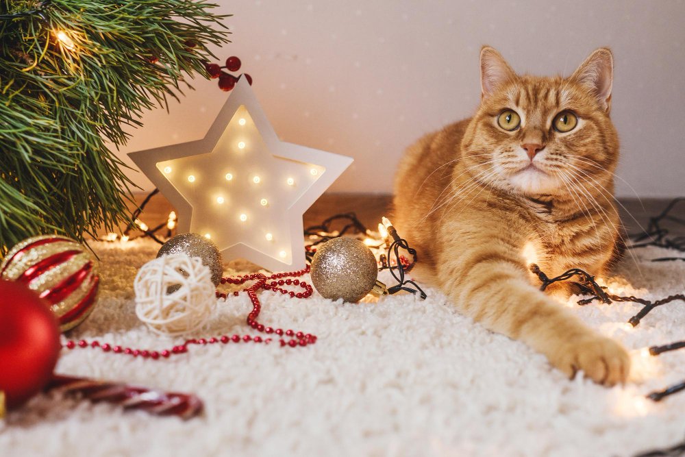 Keep Your Cat Safe During the Holidays