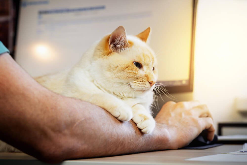 cat on mans arm