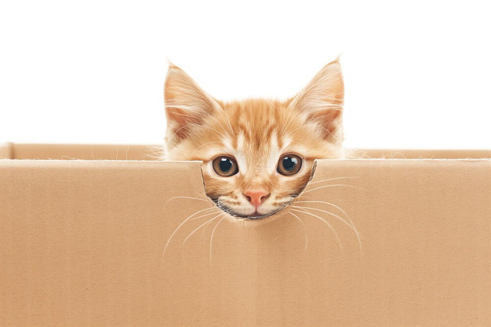 why cats love boxes - cat in a box