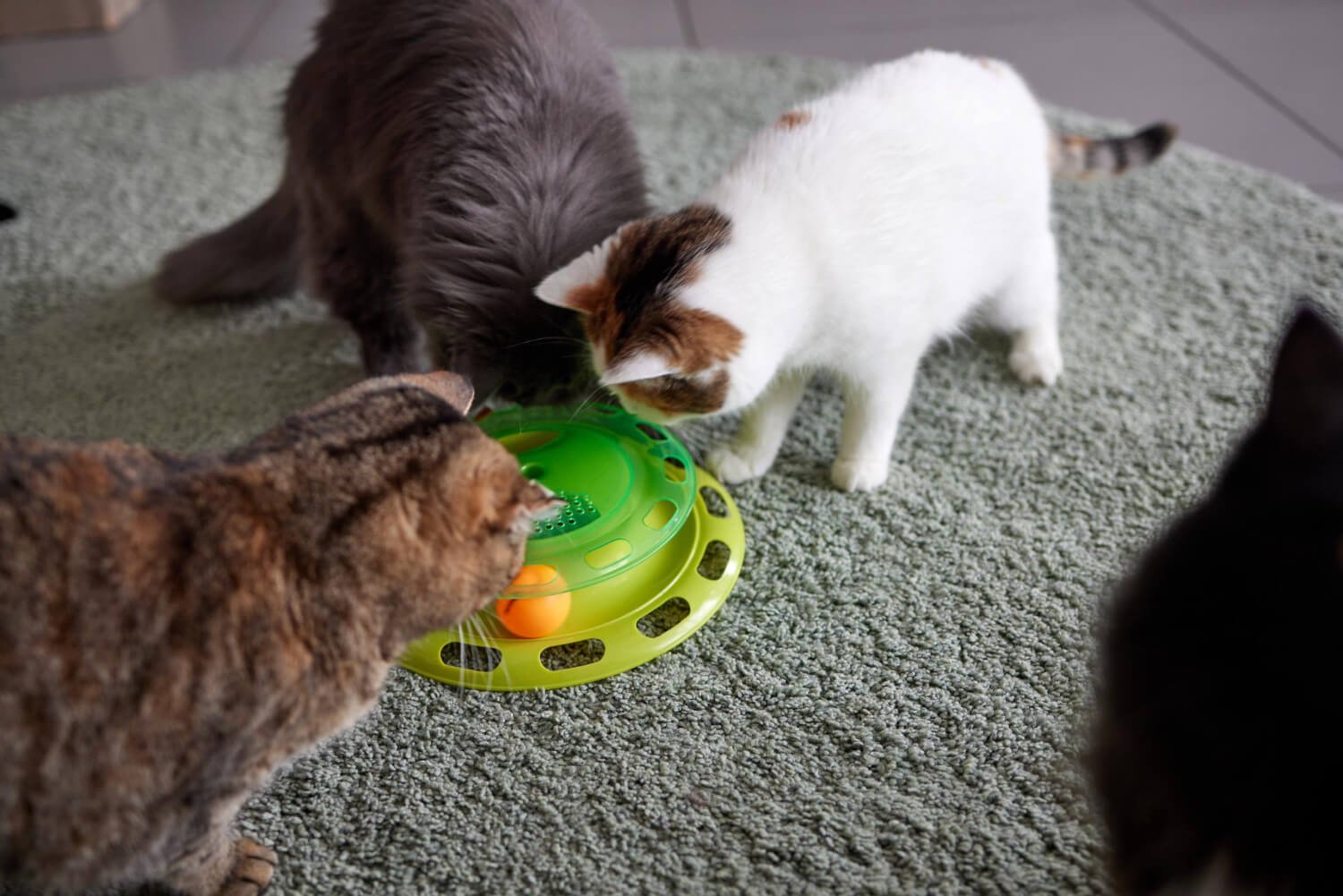 A group of playful cats engaging with a variety of interactive toys.