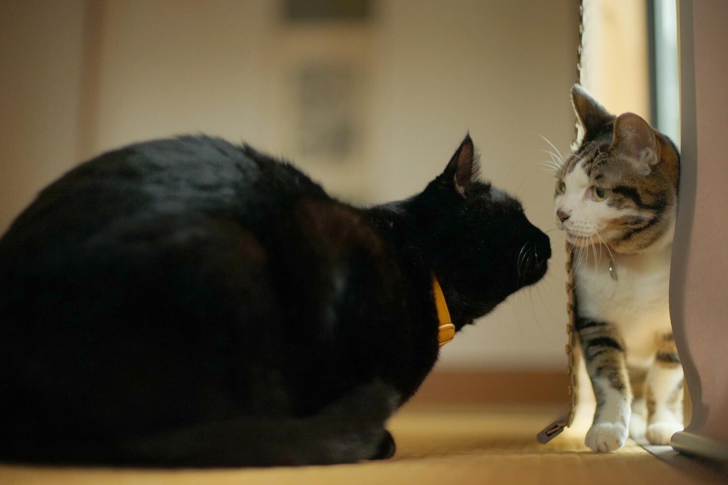 new cat meeting household cat peacefully.