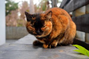 Tortoiseshell Cat