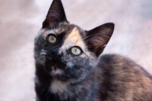 Tortoiseshell cat