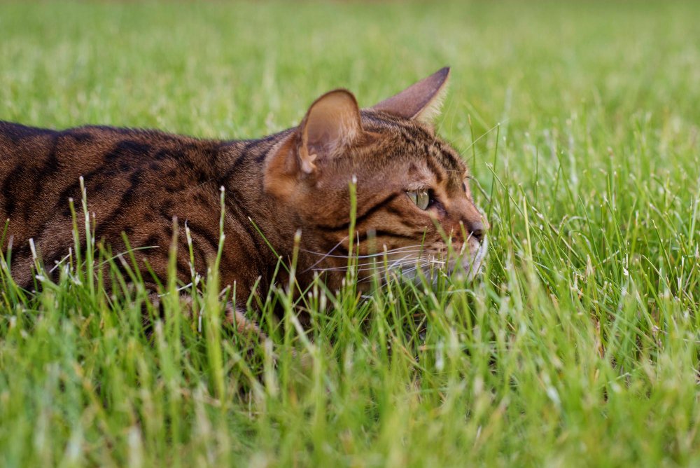 Bengal cat hunts in the grass