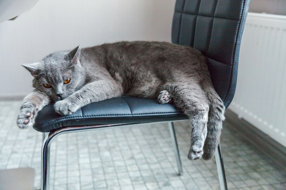 British cat sleeping on black modern chair indoor at home