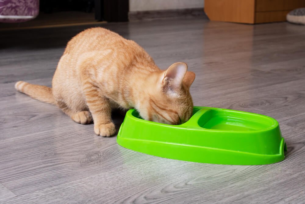 Ginger kitten eating from a green bowl