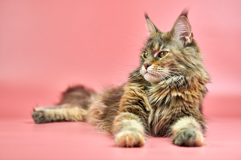 Maine Coon cat isolated on pink