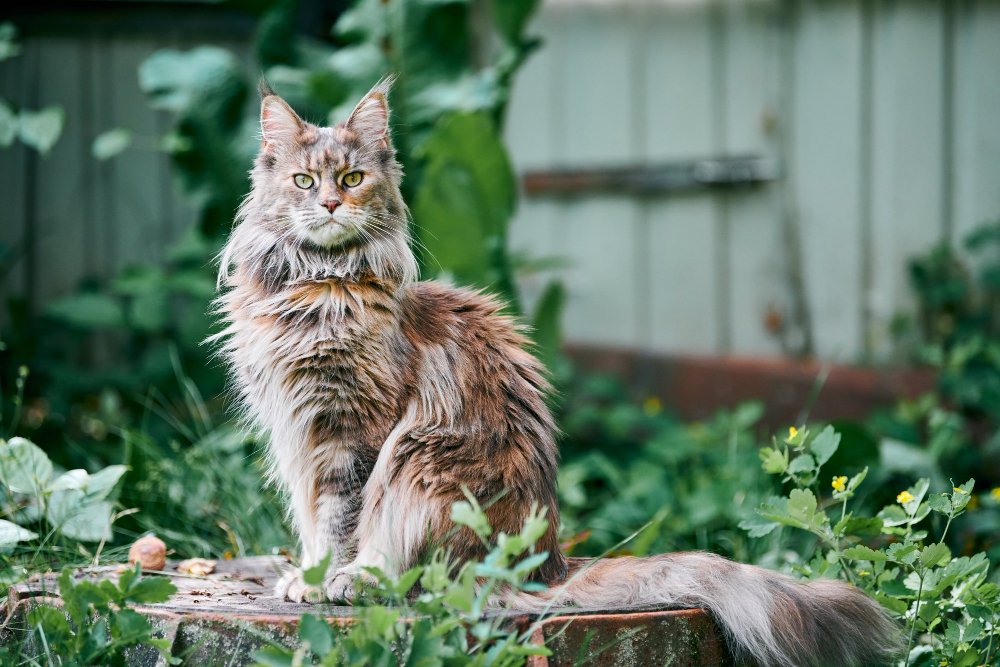 Maine coon cat in a garden