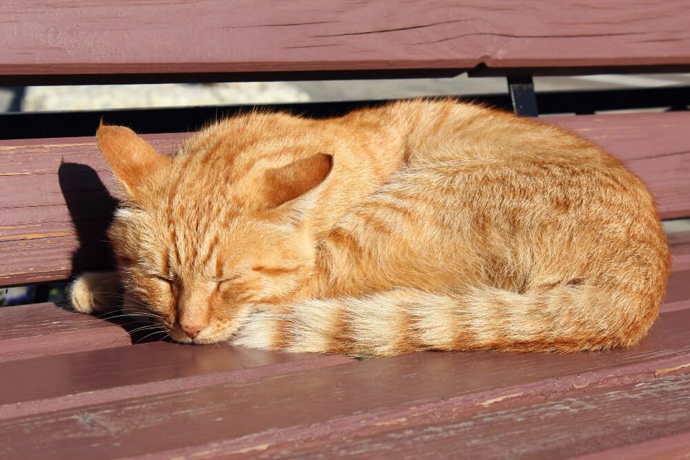 Orange tabby cat resting in a sunny spot.