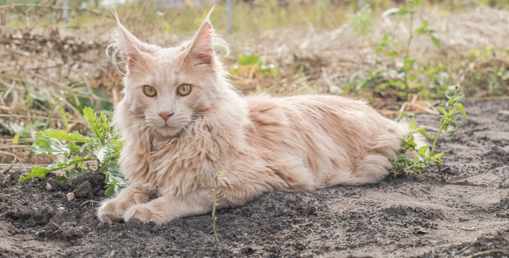 Playful ginger Maine Coon kitten lies outdoors