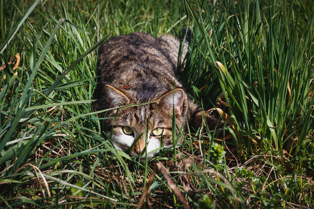 Portrait of a cat hunting on grass