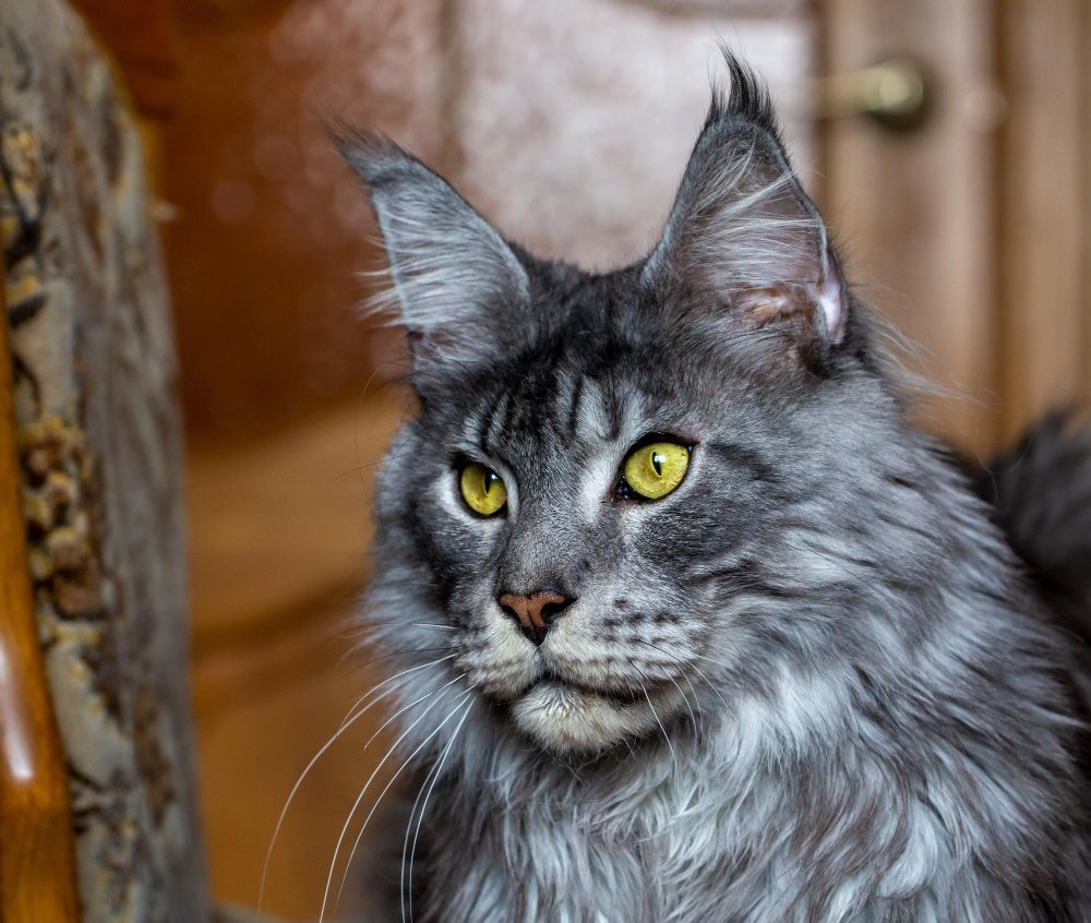 Silver Maine Coon cat Portrait of a cat