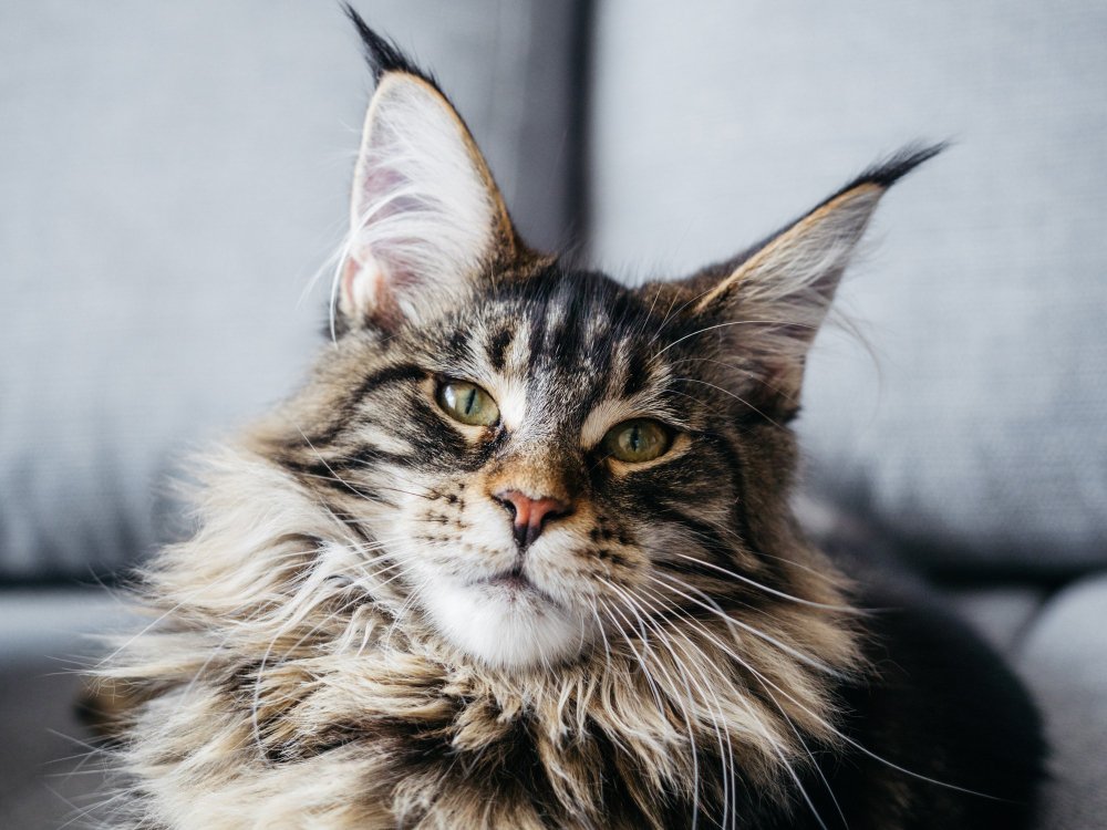 beautiful, fluffy and gorgeous 7 month Maine Coon lying on gray sofa