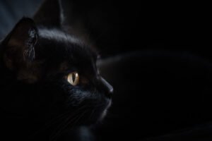 black cat eyes at night