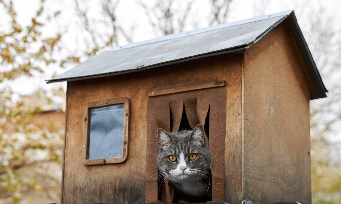 build a cat shelter