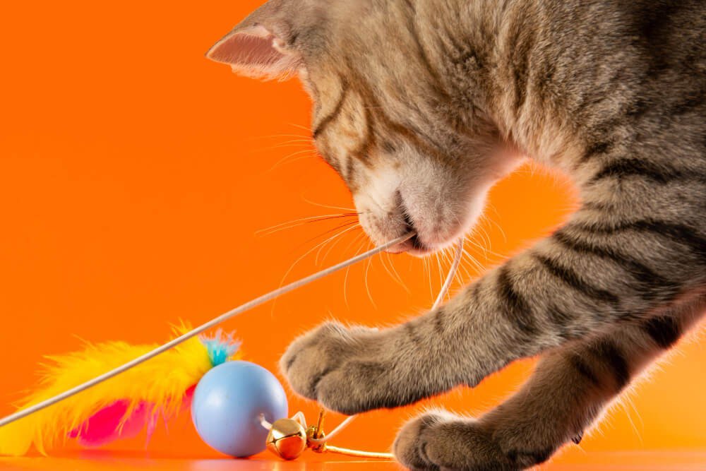 cat playing with feather toy