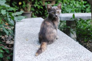 Dilute Tortoiseshell Kitten
