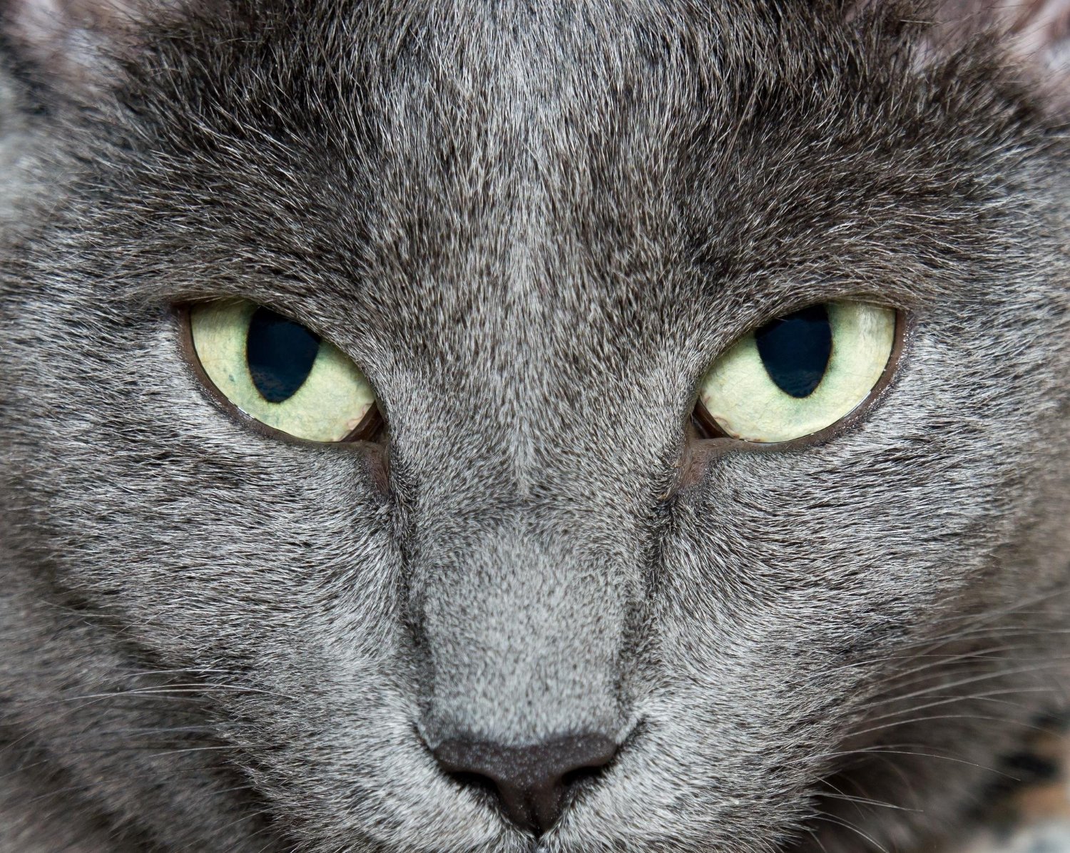 close up of a gray cats green eyes