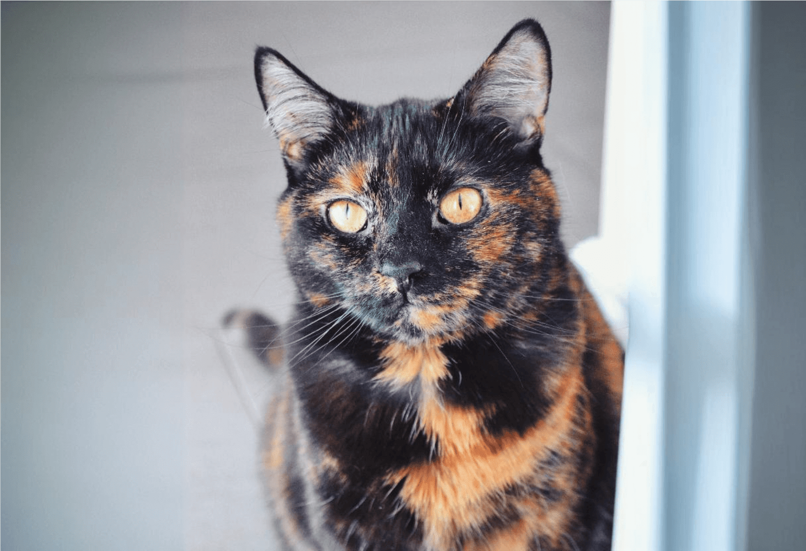 Tortoiseshell Cat in the sun