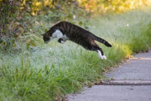 cat jumping