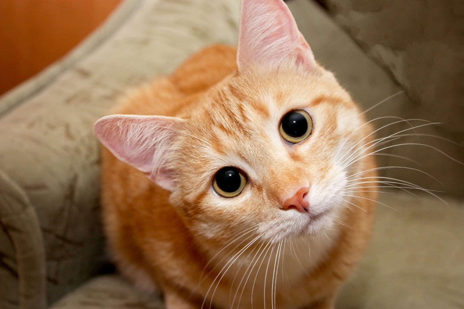 tabby cat stares at the camera