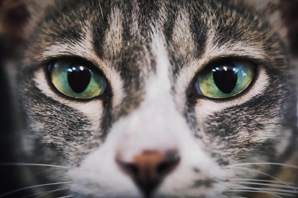 close up of cat eyes