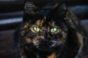 torti cat with bright green eyes