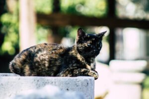 Tortoiseshell cat