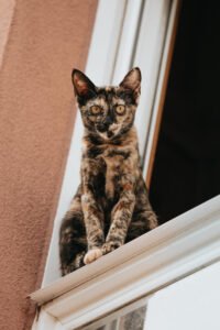 Tortoiseshell cat sitting in a window sill