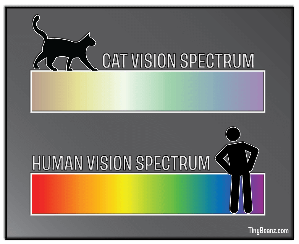 vision spectrum cat vs person chart