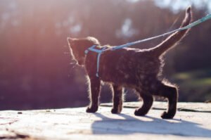 cat on leash