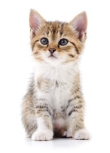 Small brown kitten isolated on white background.
