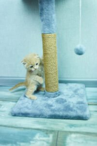 Funny British shorthair kitten play, scratching a cat tree
