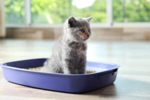 Cute British Shorthair kitten in litter box at home
