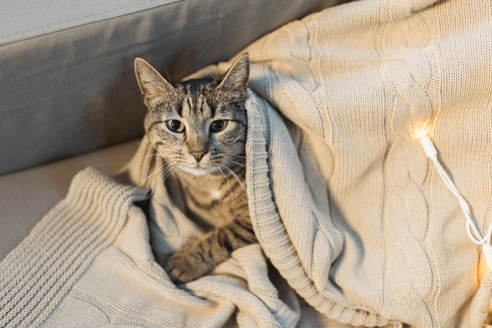 tabby-cat-lying-blanket