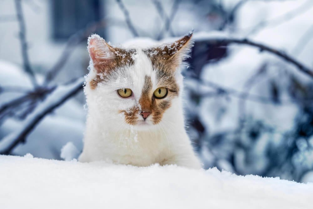 cat in snow