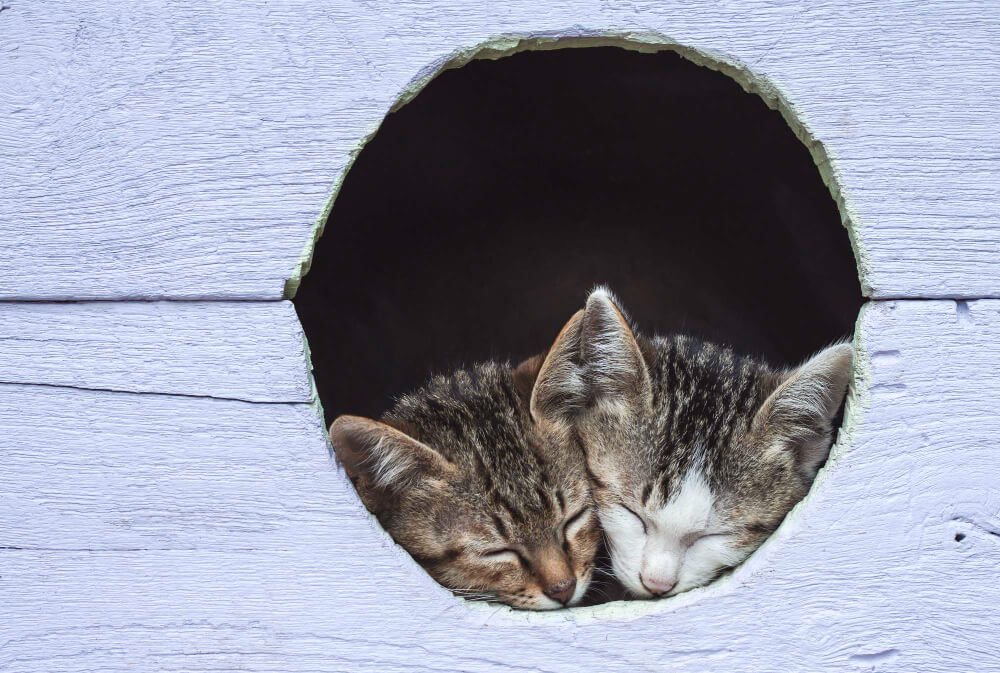2 kittens sleeping in a wooden outdoor shelter