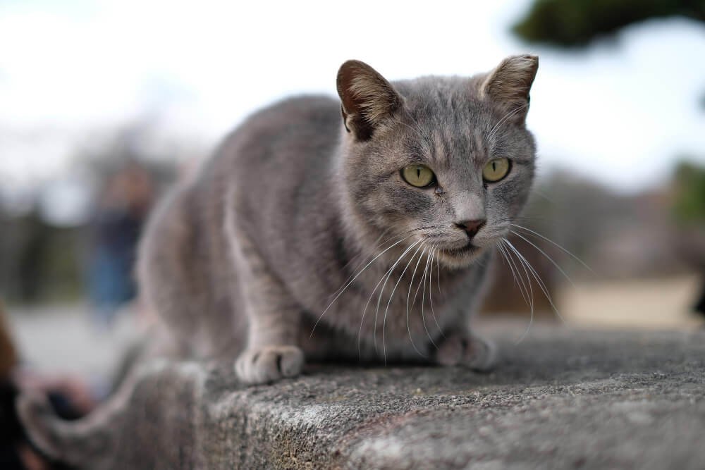 gray cat sitting outside