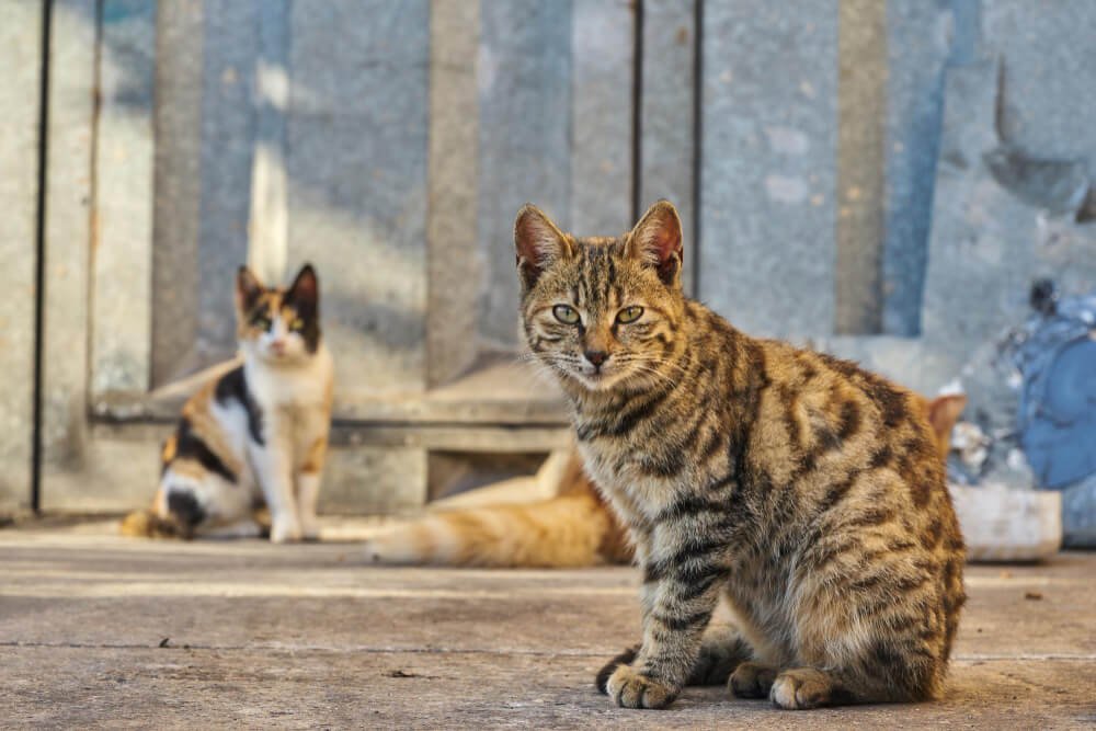 cats sitting outside